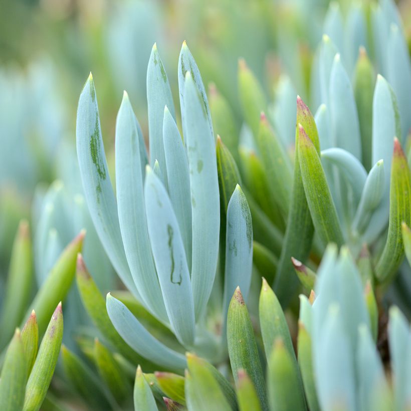 Senecio serpens Blue Chalk (Follaje)