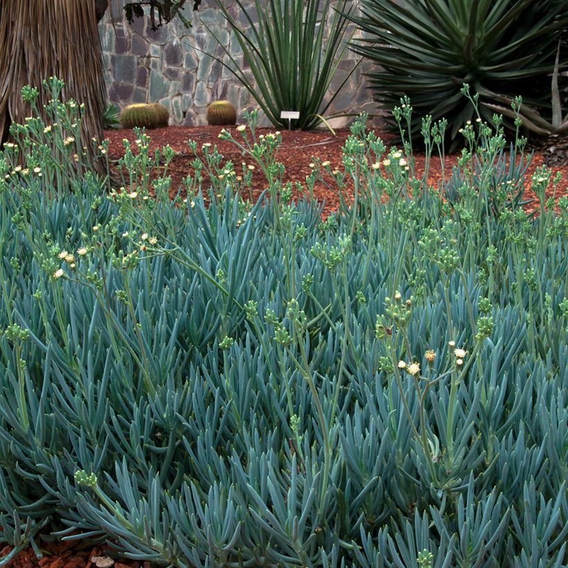 Senecio serpens Blue Chalk (Porte)