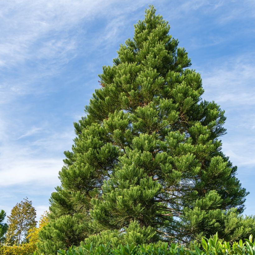 Sequoiadendron giganteum Greenpeace - Secuoya gigante (Porte)