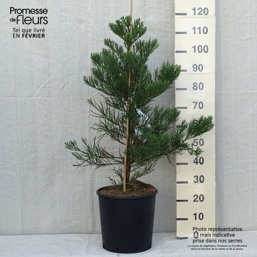 Ejemplar de Séquoia géant - Sequoiadendron giganteum Greenpeace Pot de 18L/20L entregado en otoño