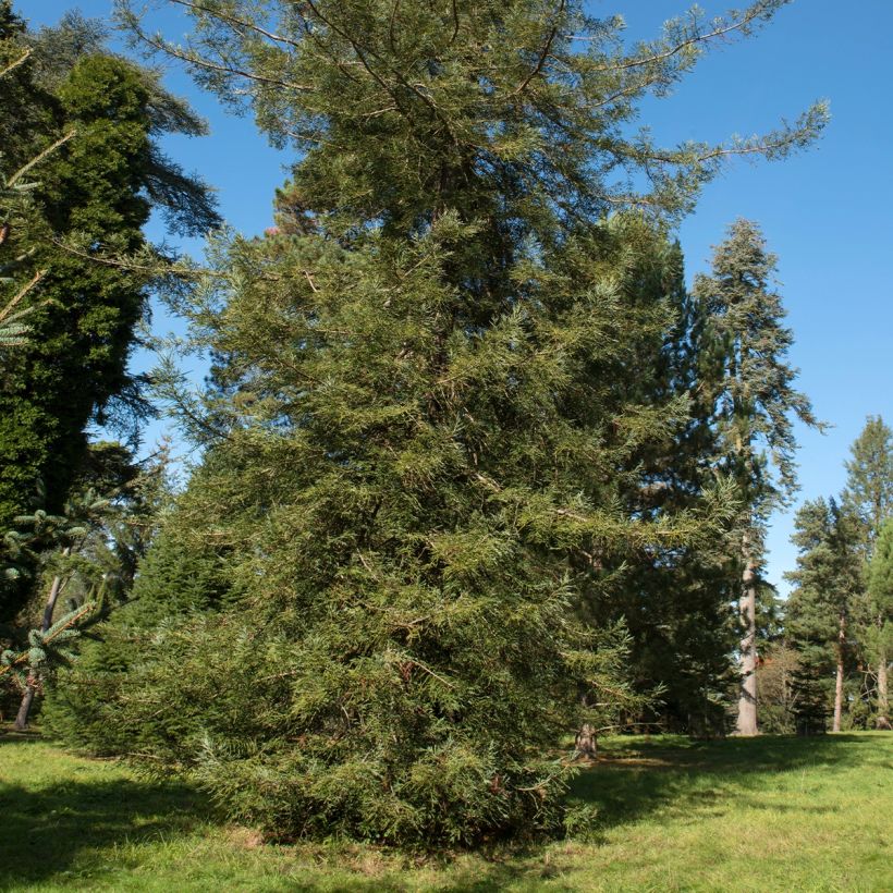 Sequoia sempervirens Adpressa - Secuoya (Porte)