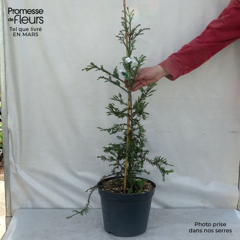 Sequoia sempervirens - Séquoia à feuilles d'If pot de 10L Ejemplar entregado en invierno