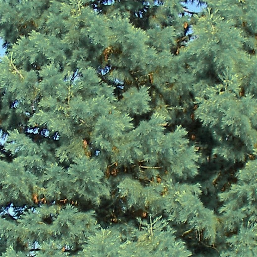 Sequoiadendron giganteum Glaucum - Secuoya gigante (Follaje)