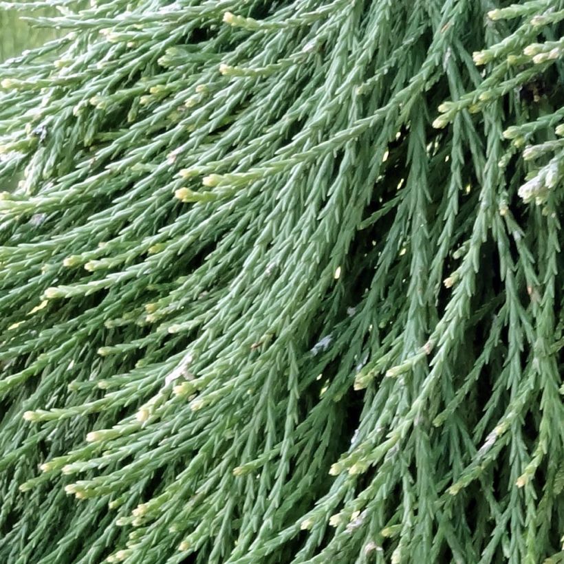 Sequoiadendron giganteum Pendulum - Secuoya gigante (Follaje)