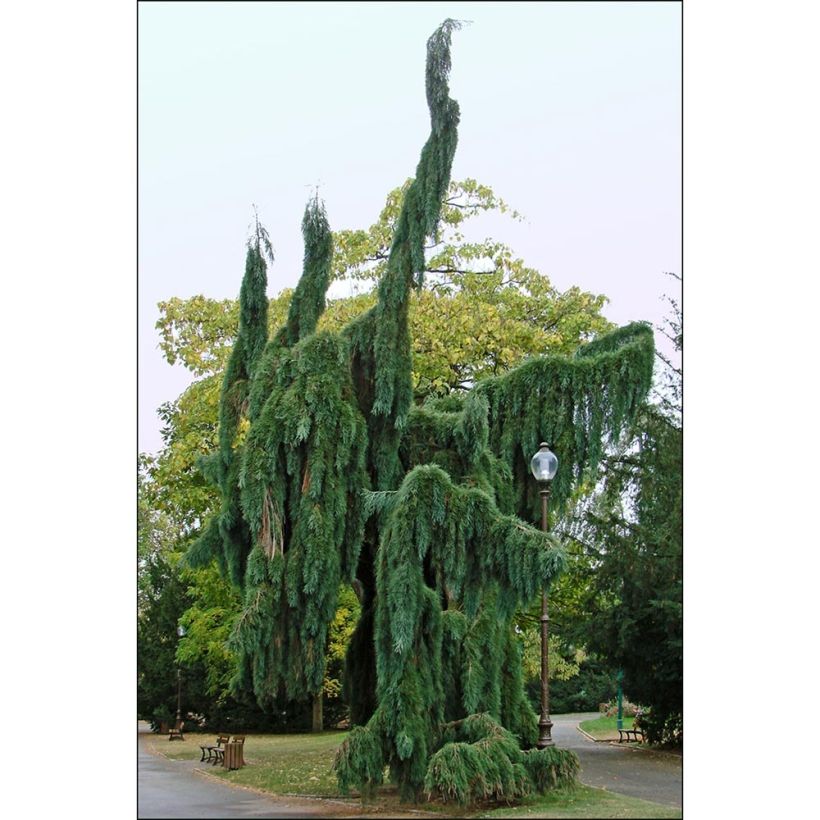 Sequoiadendron giganteum Pendulum - Secuoya gigante (Porte)