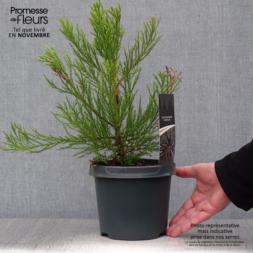 Ejemplar de Sequoiadendron giganteum - Séquoia géant  Pot de 2L/3L entregado en otoño