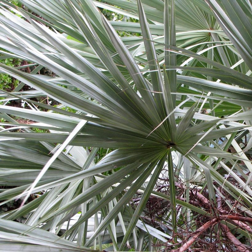 Serenoa repens Silver - Serenoa (Follaje)