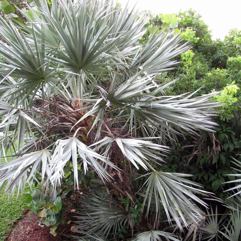 Serenoa repens Silver - Serenoa (Porte)