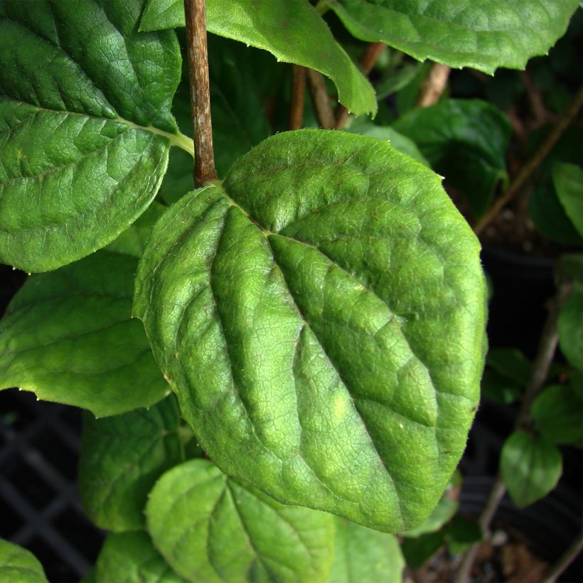 Philadelphus virginalis Minnesota Snowflake - Celinda (Follaje)