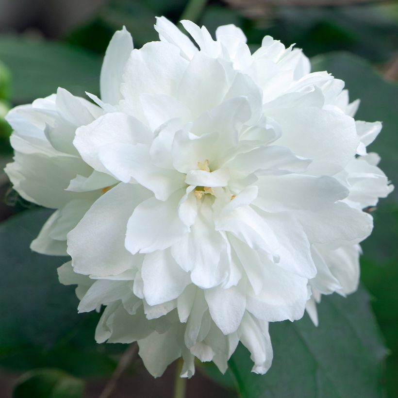 Philadelphus virginalis Minnesota Snowflake - Celinda (Floración)