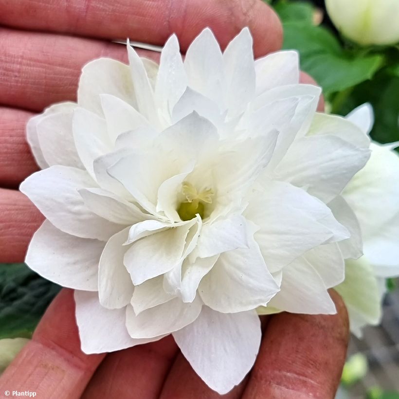 Philadelphus Pearls of Perfume - Celinda (Floración)