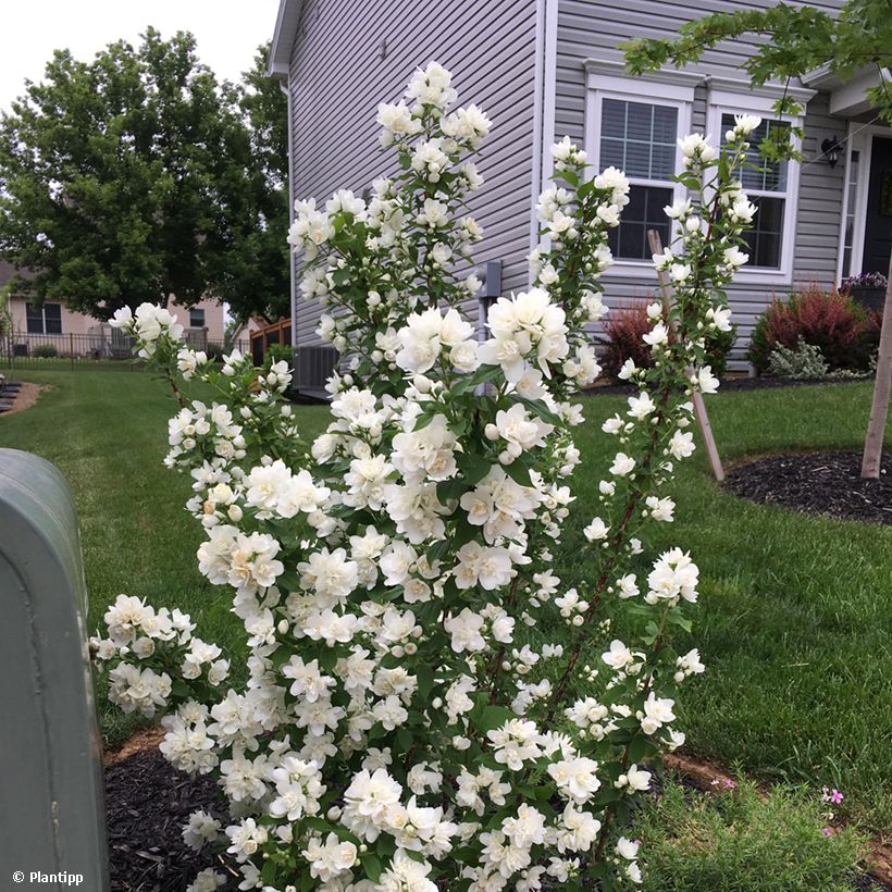 Philadelphus Pearls of Perfume - Celinda (Porte)