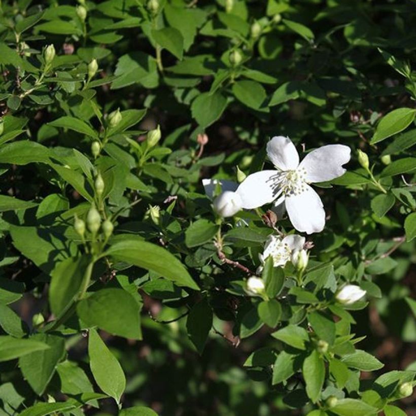 Philadelphus lemoinei Silberregen - Celinda (Follaje)