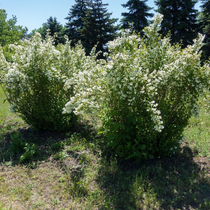 Philadelphus lemoinei Silberregen - Celinda (Porte)