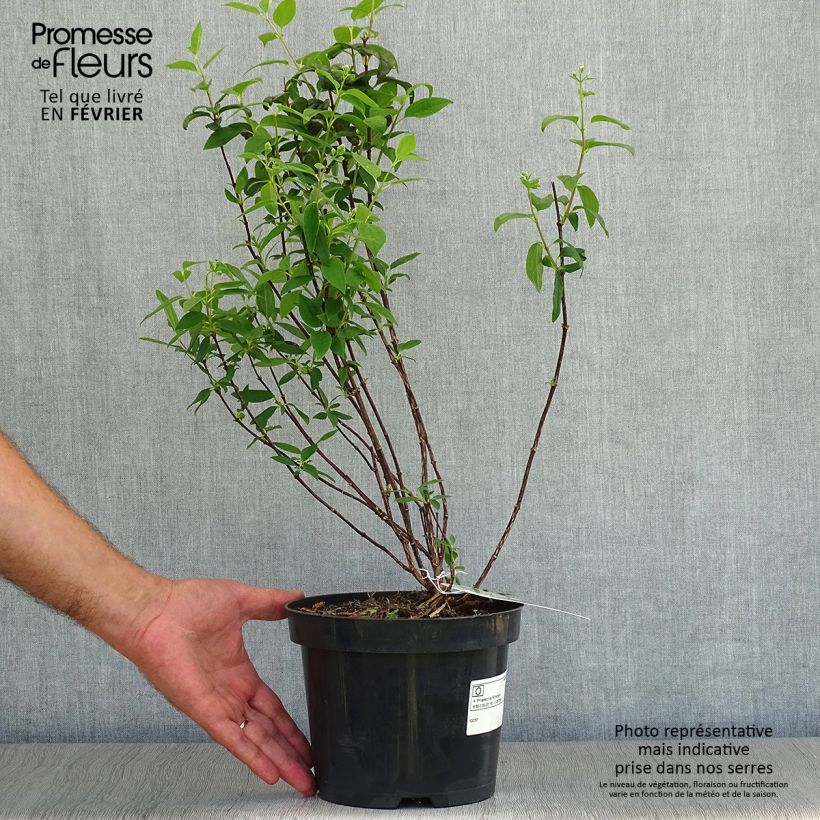 Ejemplar de Seringat - Philadelphus Snowbelle en pot de 2L/3L entregado en otoño