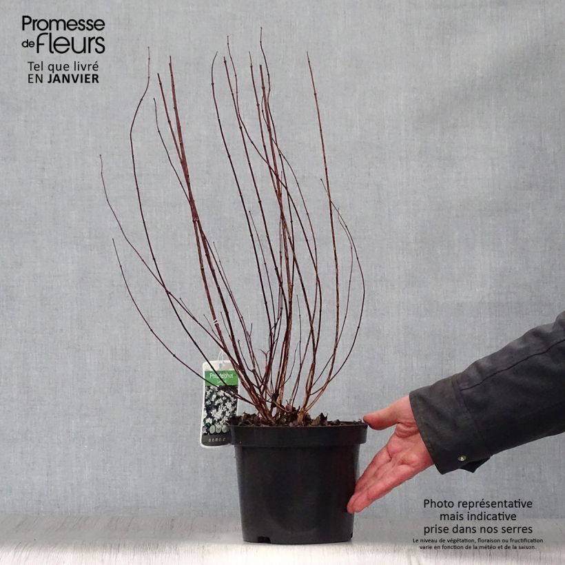 Seringat de Lemoine - Philadelphus Lemoinei Pot de 3L/4L Ejemplar entregado en invierno