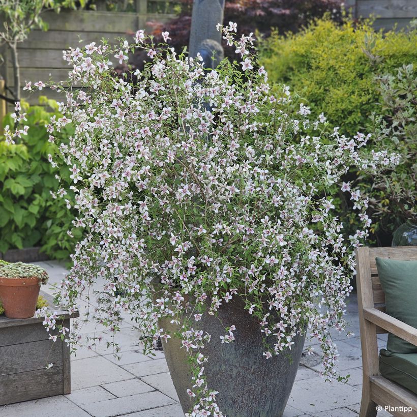 Philadelphus Petite Perfume Pink - Celinda (Porte)