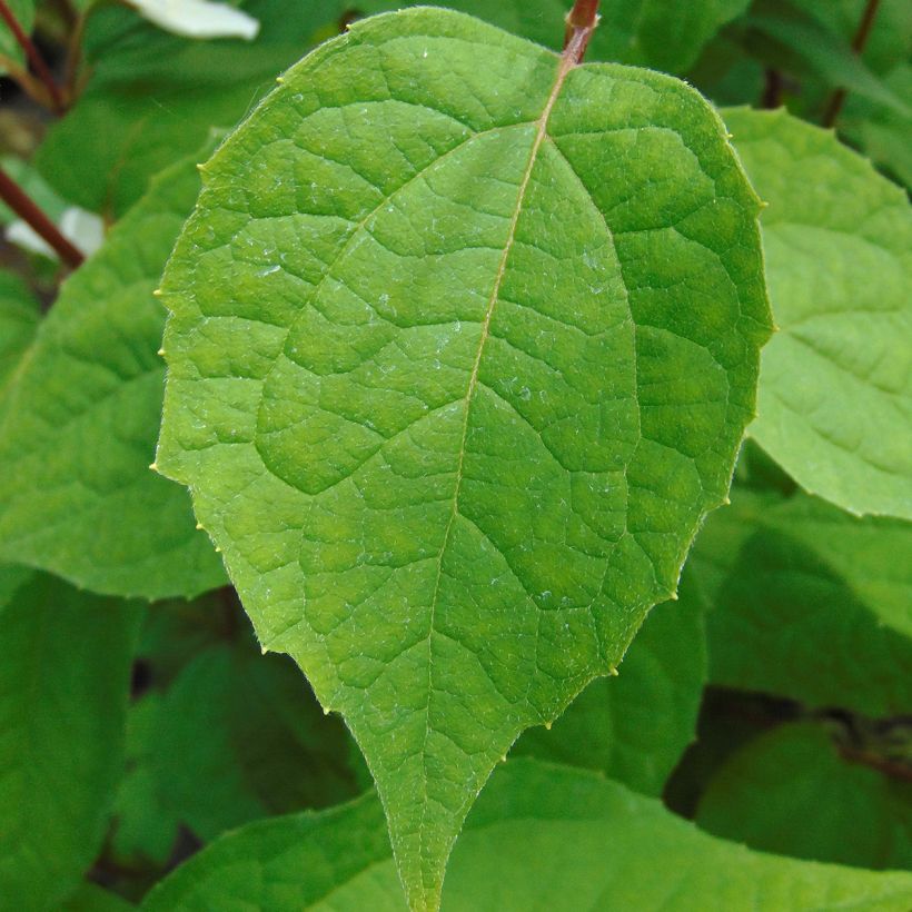 Philadelphus Starbright - Celinda (Follaje)