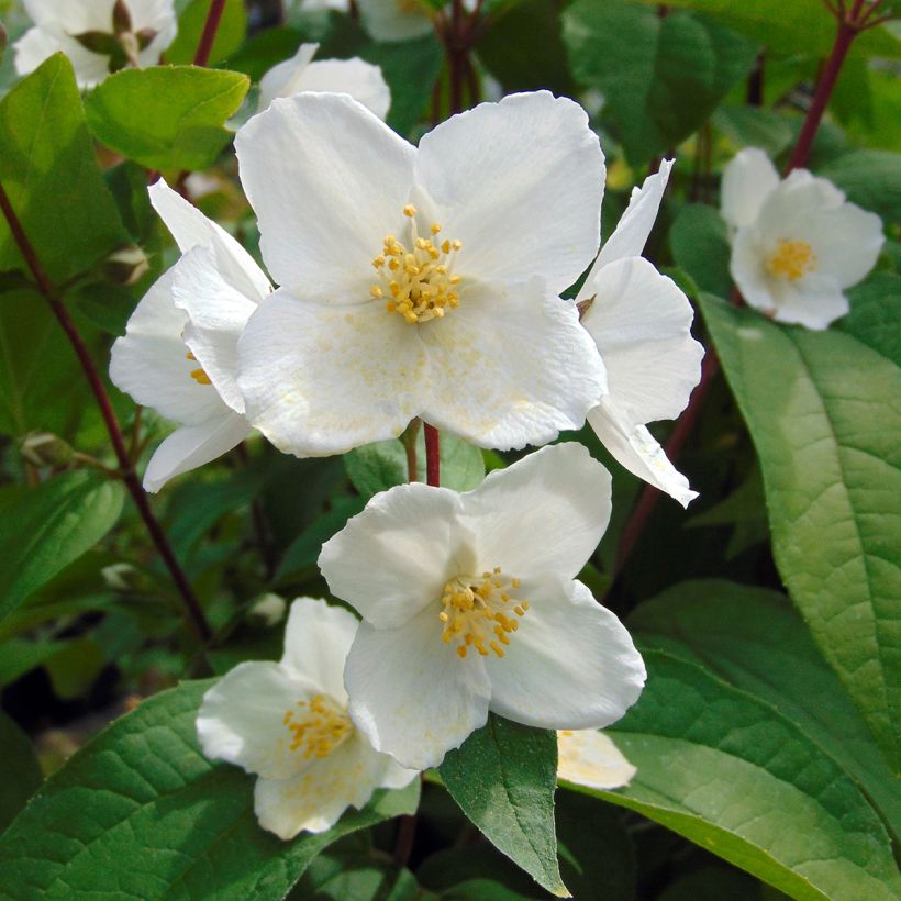 Philadelphus Starbright - Celinda (Floración)