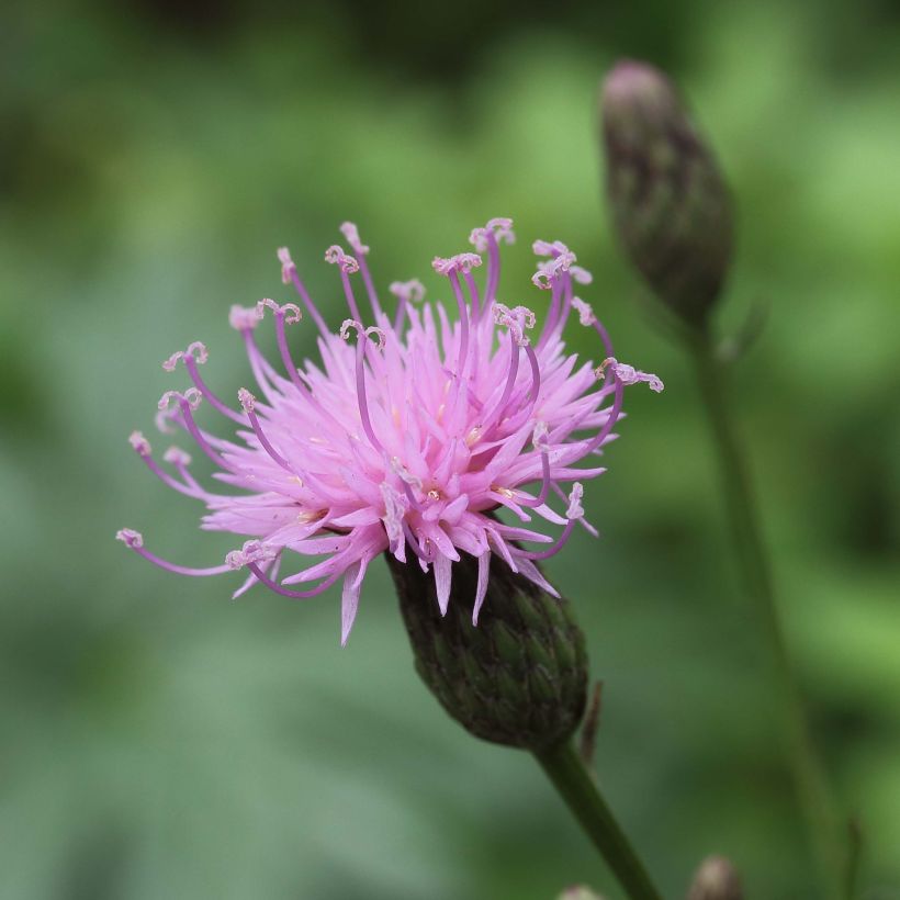 Serratula tinctoria ssp seoanei (Floración)