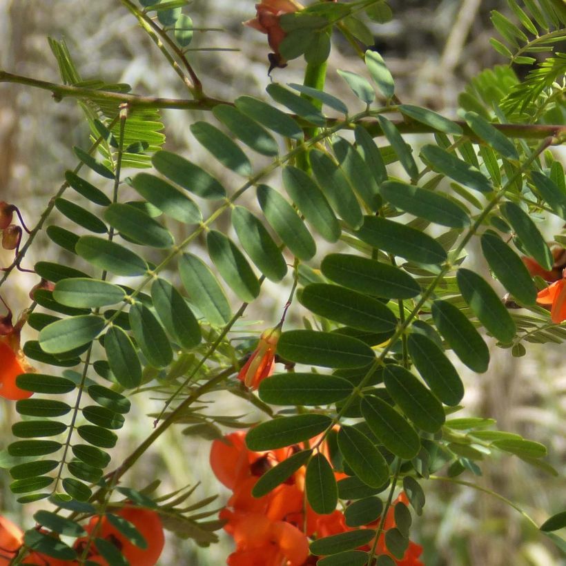 Sesbania punicea - Sesbania (Follaje)