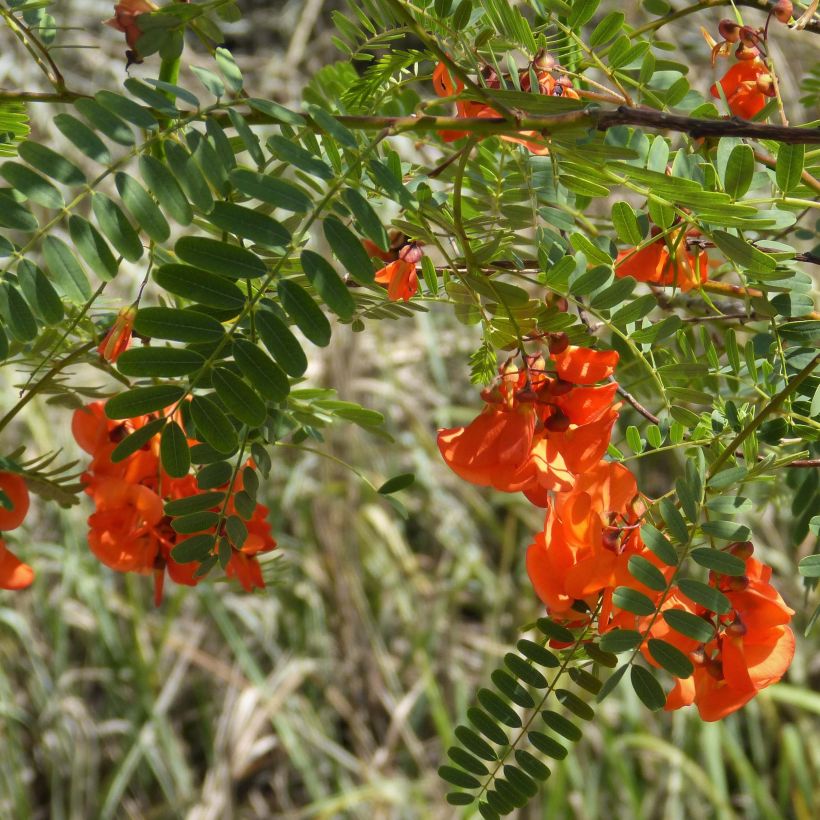 Sesbania punicea - Sesbania (Floración)