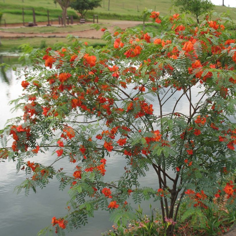 Sesbania punicea - Sesbania (Porte)