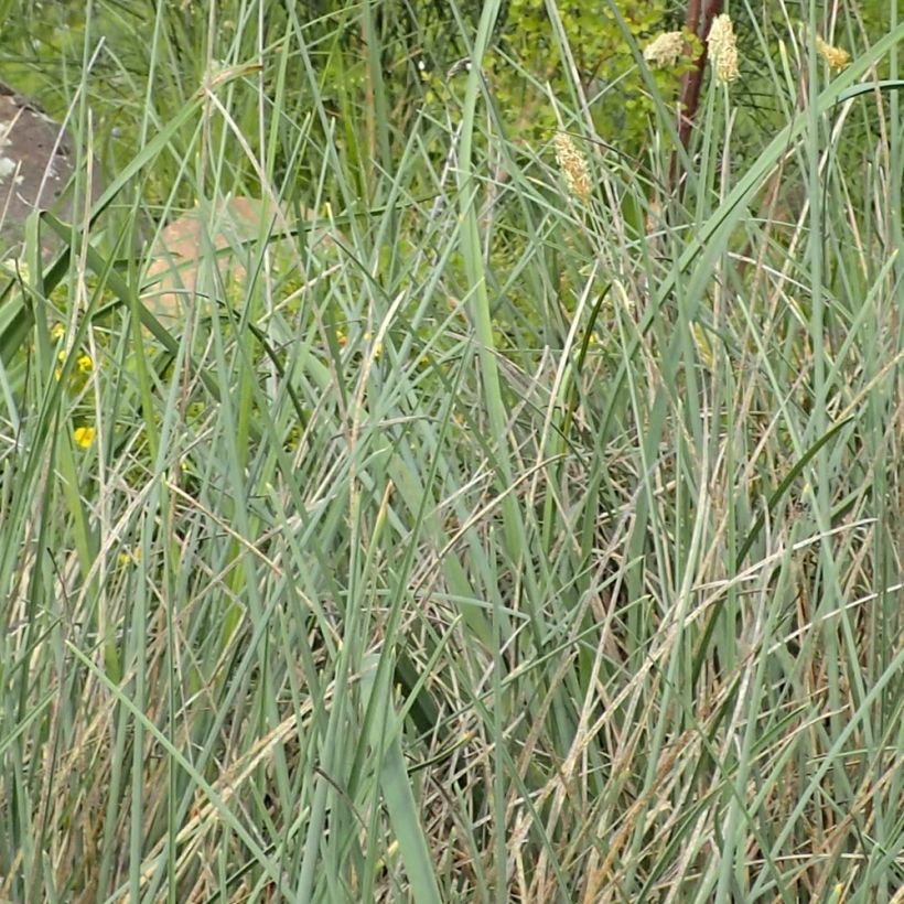 Sesleria argentea (Follaje)