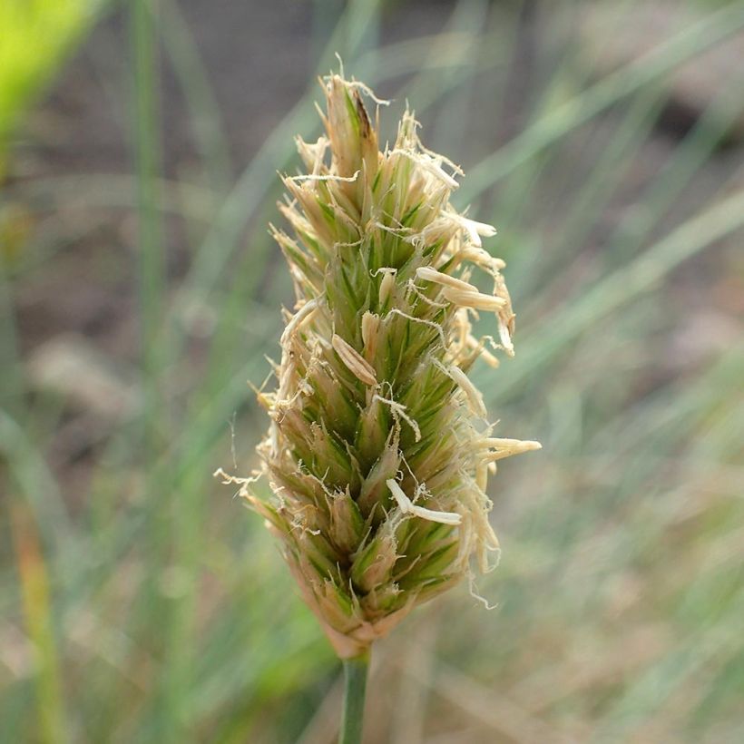 Sesleria argentea (Floración)