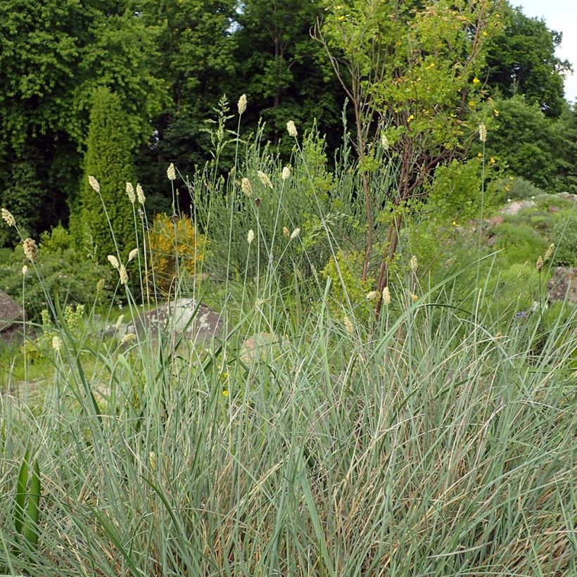 Sesleria argentea (Porte)