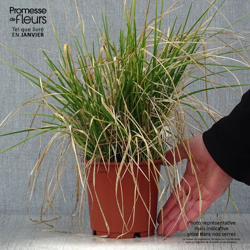 Sesleria argentea - Seslérie argentée Pot de 1L/1.5L Ejemplar entregado en invierno