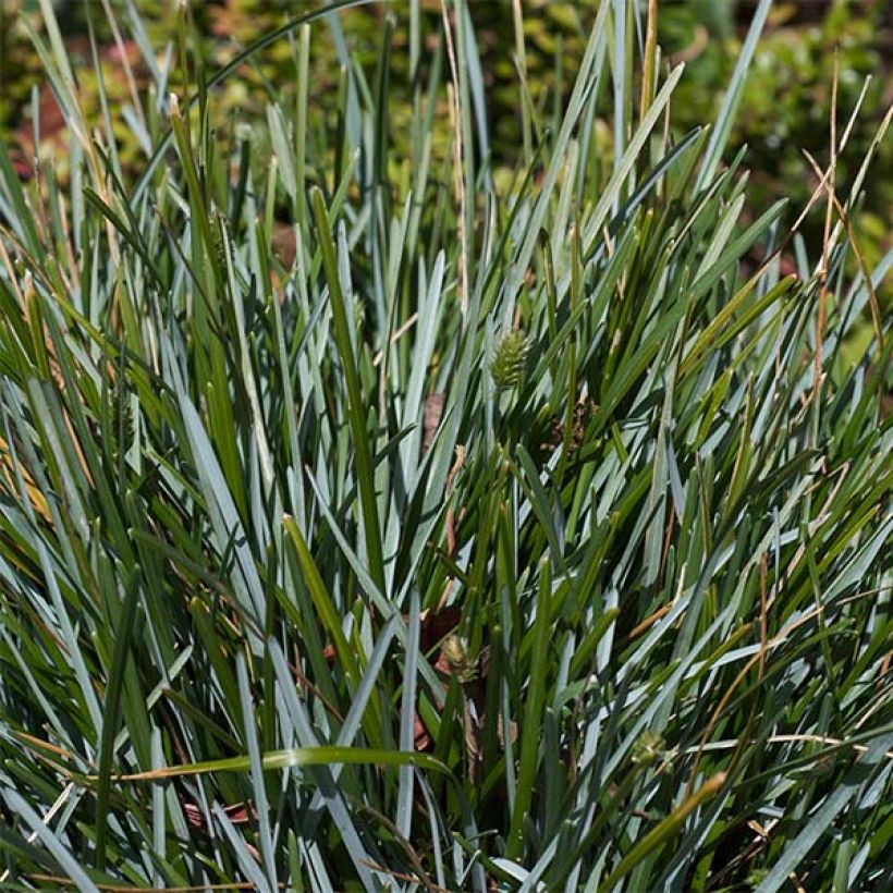 Sesleria caerulea (Follaje)