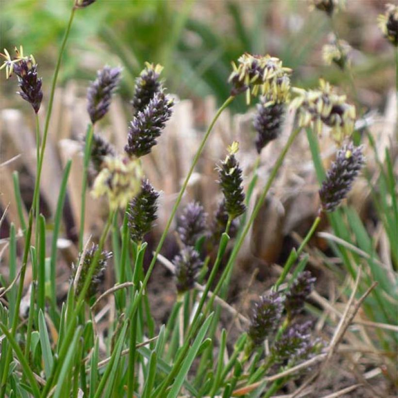 Sesleria caerulea (Floración)