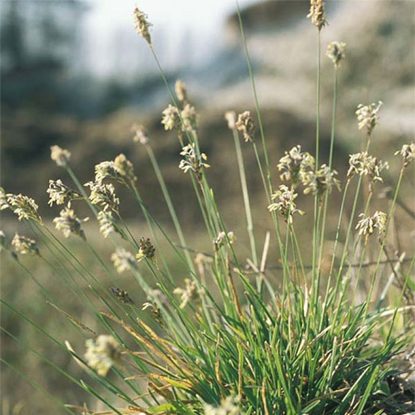 Sesleria caerulea (Porte)