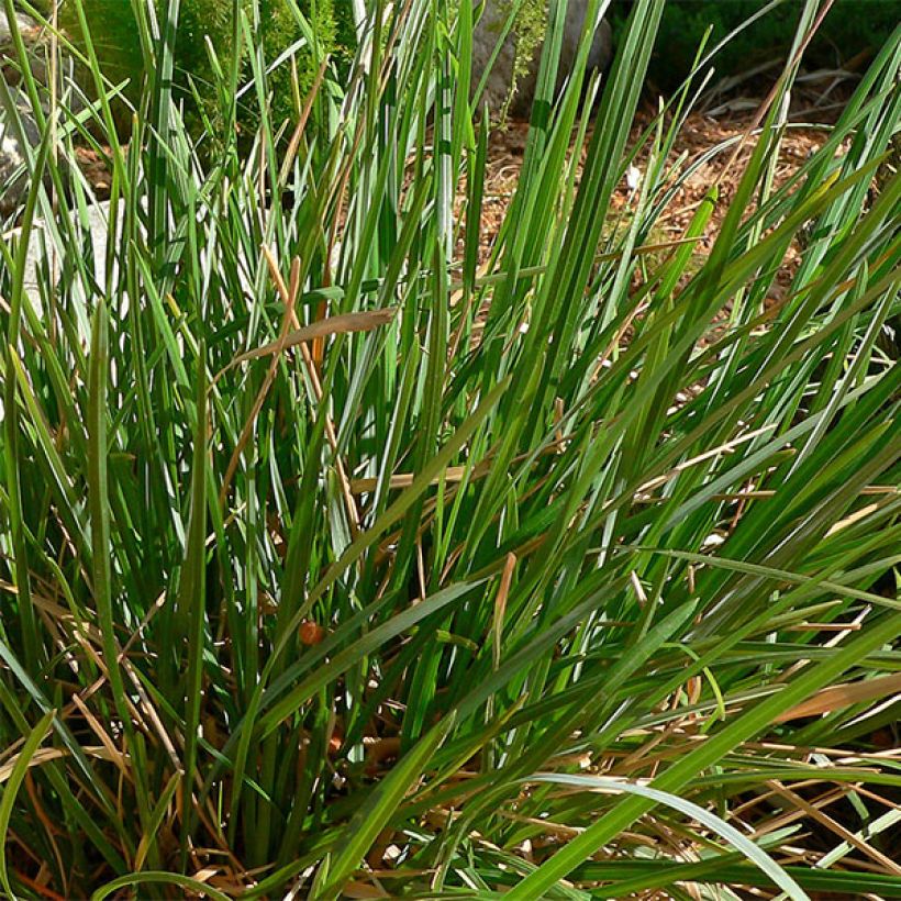 Sesleria heufleriana (Follaje)