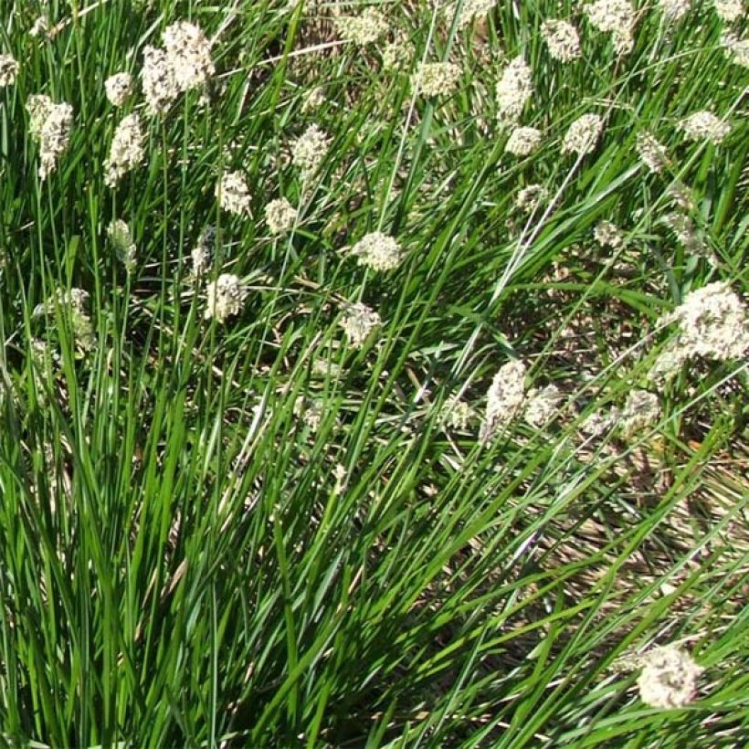 Sesleria heufleriana (Floración)