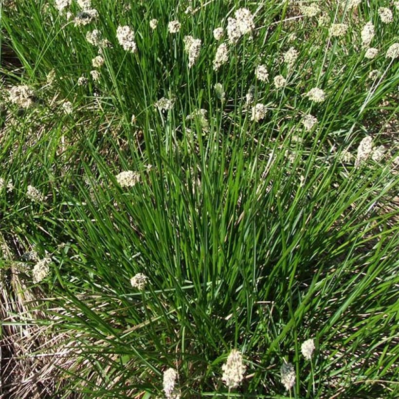 Sesleria heufleriana (Porte)