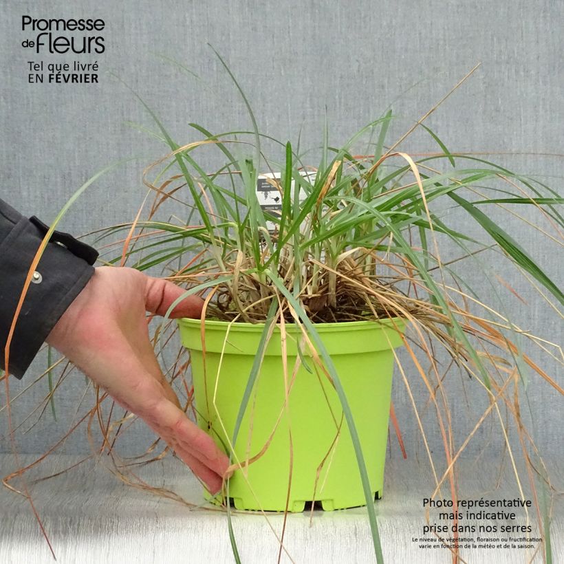 Sesleria heufleriana - Seslerie en pot de 2/3 litres Ejemplar entregado en invierno