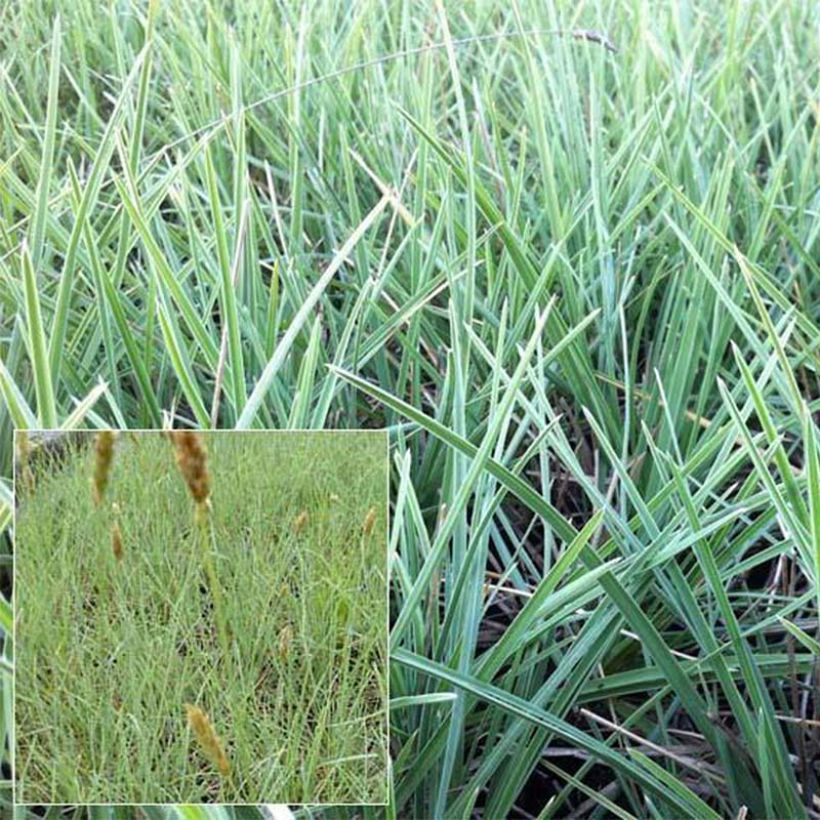 Sesleria nitida (Follaje)