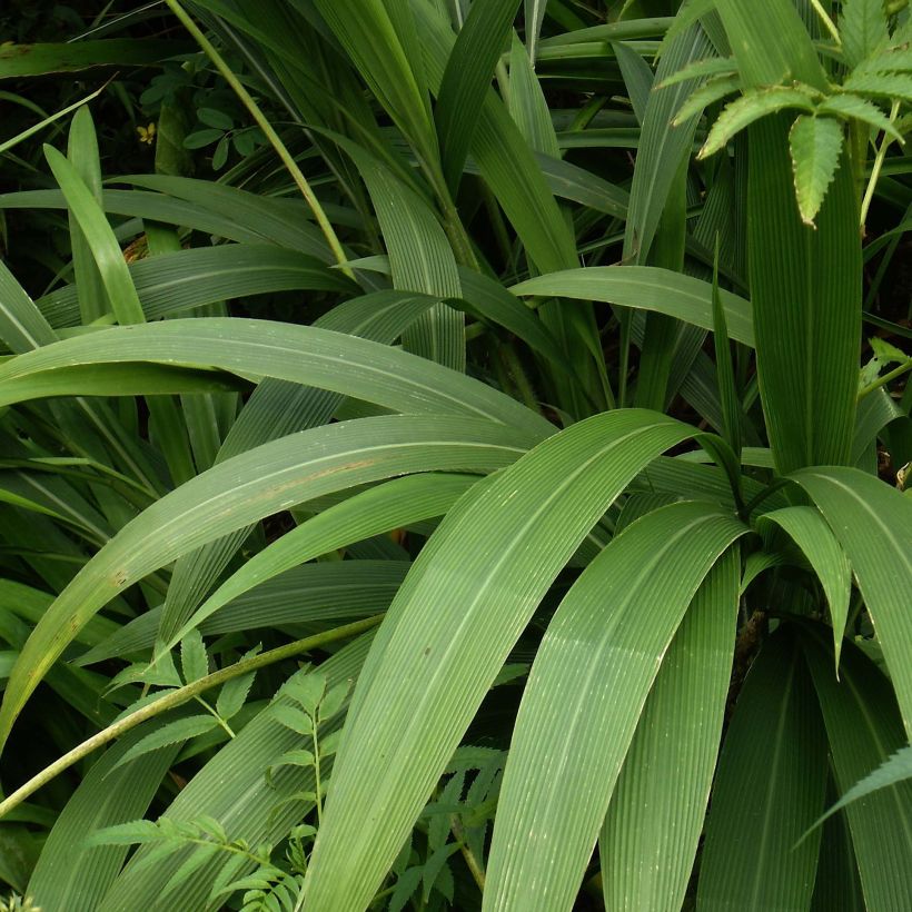 Setaria palmifolia - Cola de zorro (Follaje)