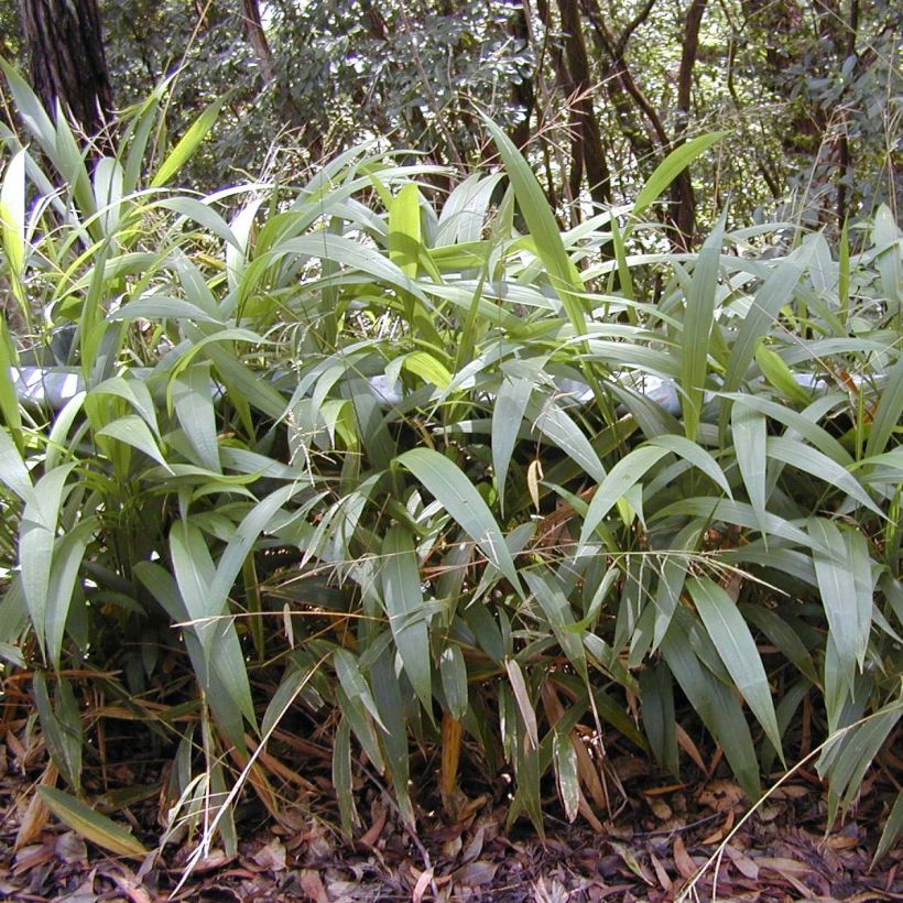 Setaria palmifolia - Cola de zorro (Porte)