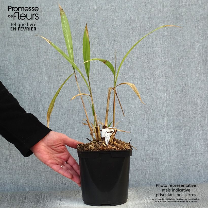 Setaria palmifolia - Herbe-palmier Pot de 2L/3L Ejemplar entregado en invierno