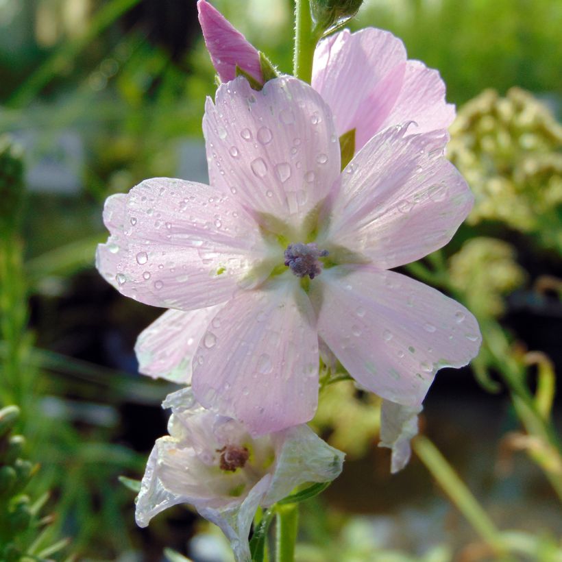 Sidalcea malviflora Elsie Heugh (Floración)