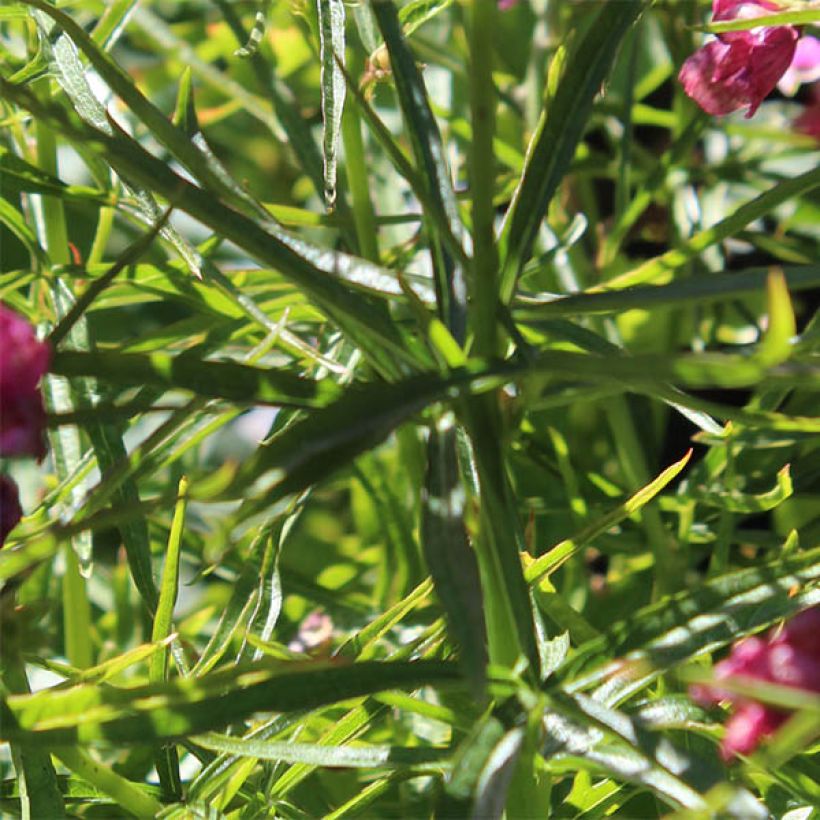 Sidalcea oregana Brilliant (Follaje)