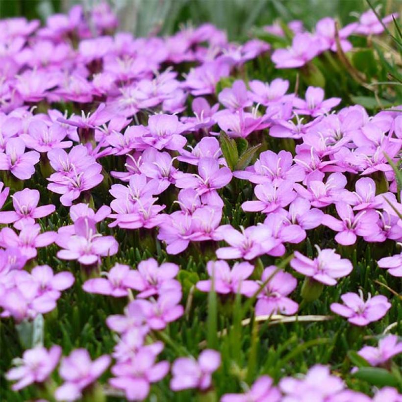 Silene acaulis (Floración)