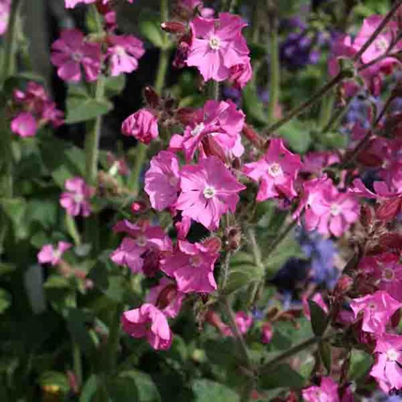 Silene robotii Rollies Favorite (Floración)