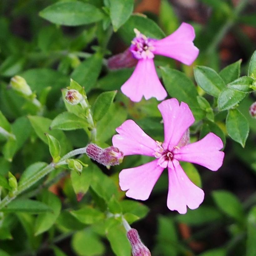 Silene schafta (Floración)