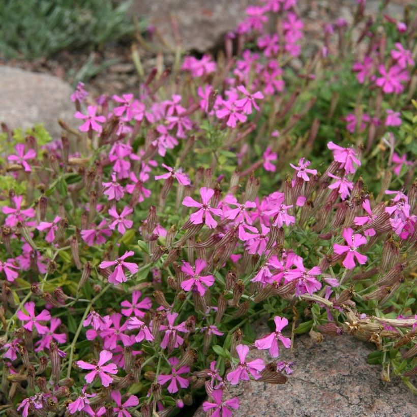 Silene schafta (Porte)