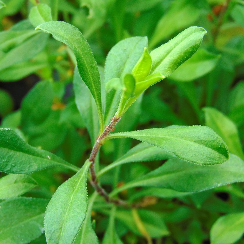 Silene schafta Splendens (Follaje)