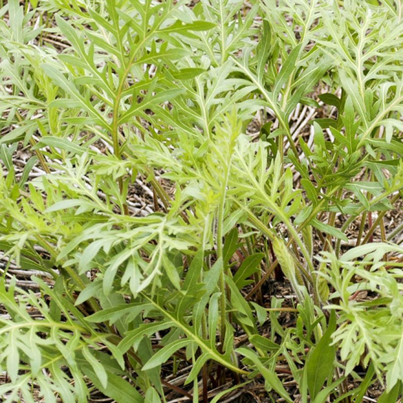 Silphium laciniatum (Follaje)